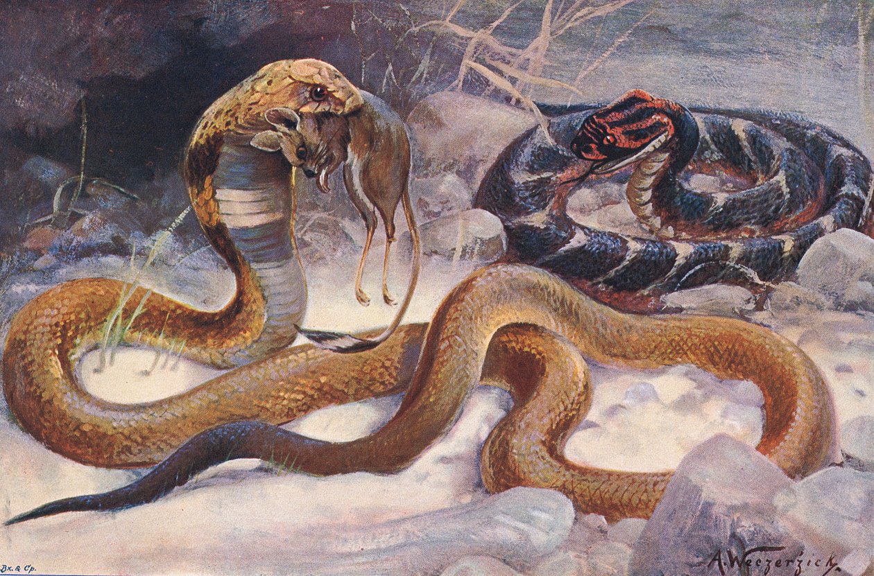Cobra en Puff Adder, illustratie uit 