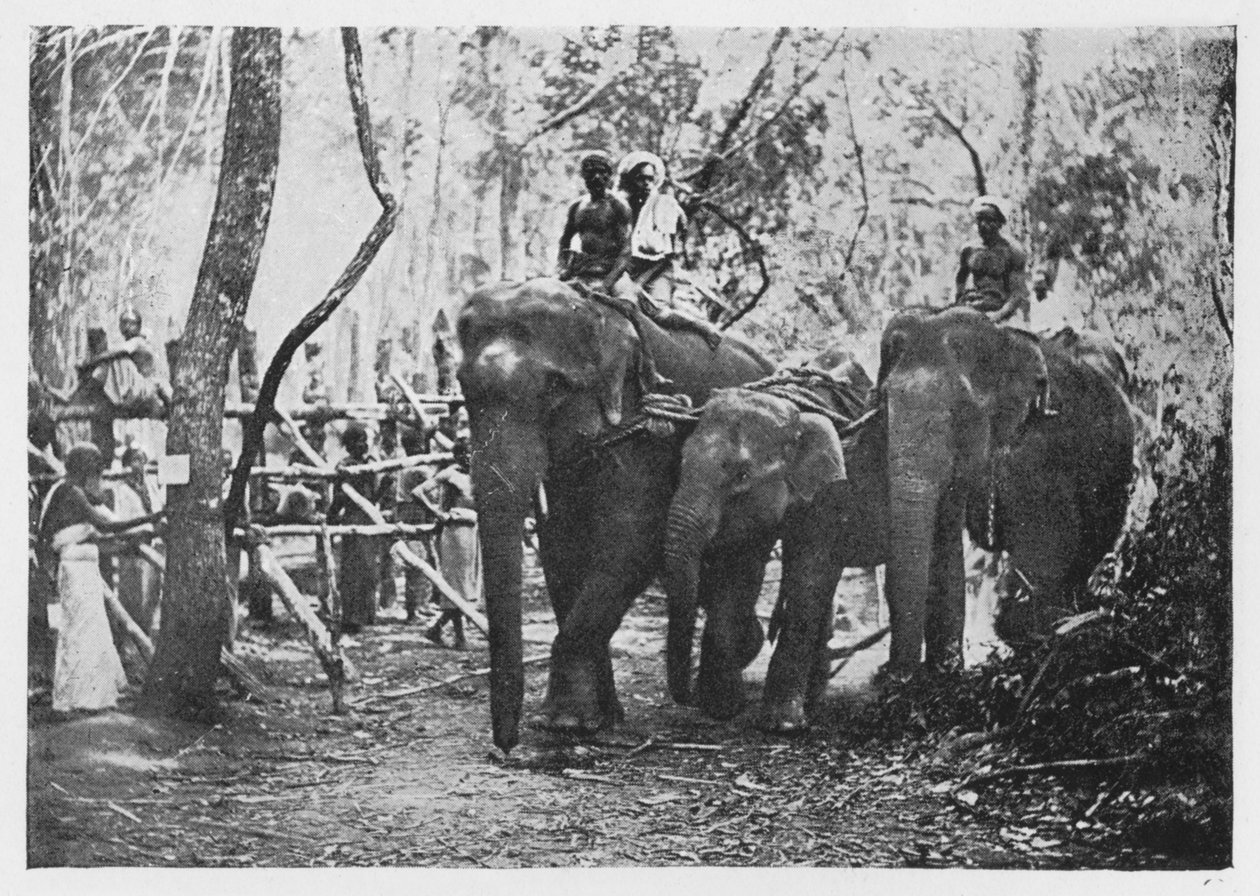 Olifantenkraaling in Ceylon - Niet langer vrij door Alfred William Amandus Plate