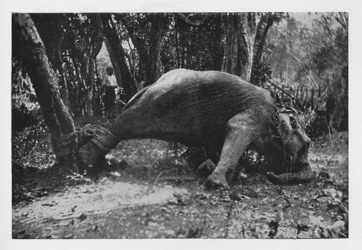 Olifanten Kraaling in Ceylon - Gevangen, ca. 1890, 1910 door Alfred William Amandus Plate