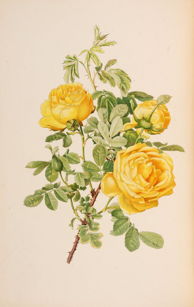Illustratie uit The genus rosa door Ellen Willmott door Alfred William Parsons