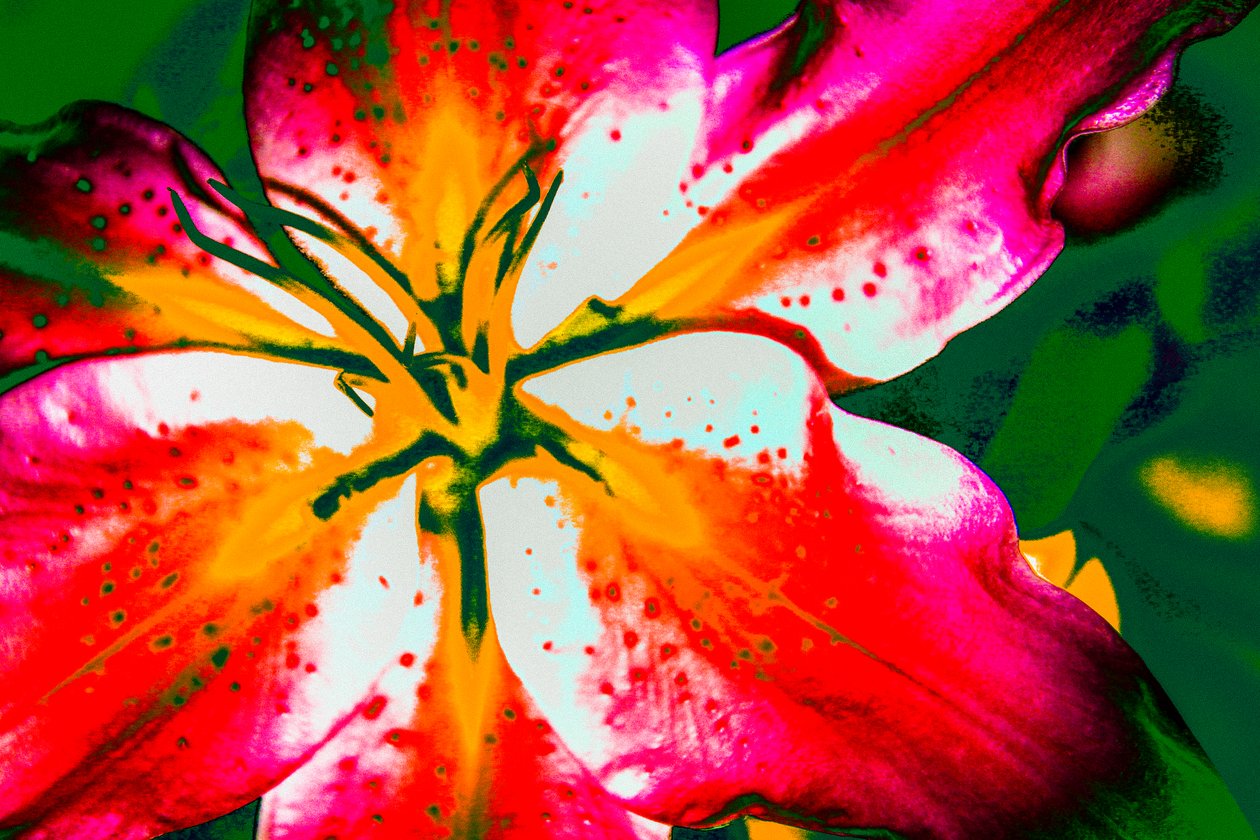 Californische lelie, 2016 (handgeschilderde foto) door Alice Gur Arie