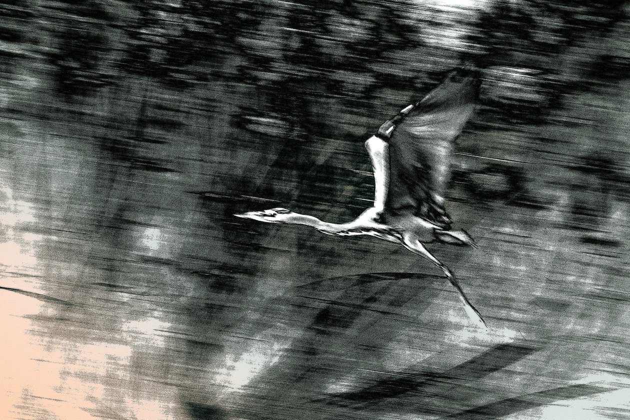 Vlucht uit het Heilige Land, 2015 (handgeschilderde foto) door Alice Gur Arie