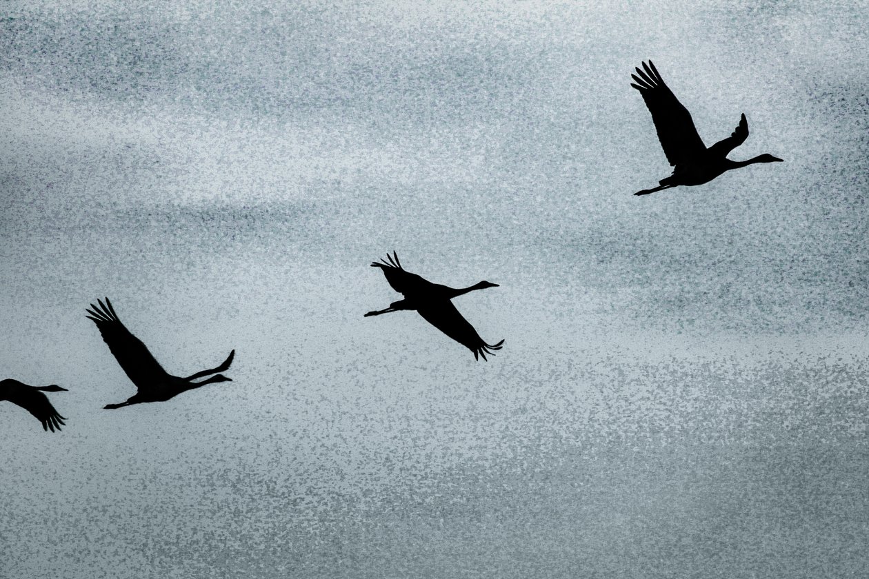 Wing on Wing, uit de serie Over Hula, 2016 (foto) door Alice Gur-Arie