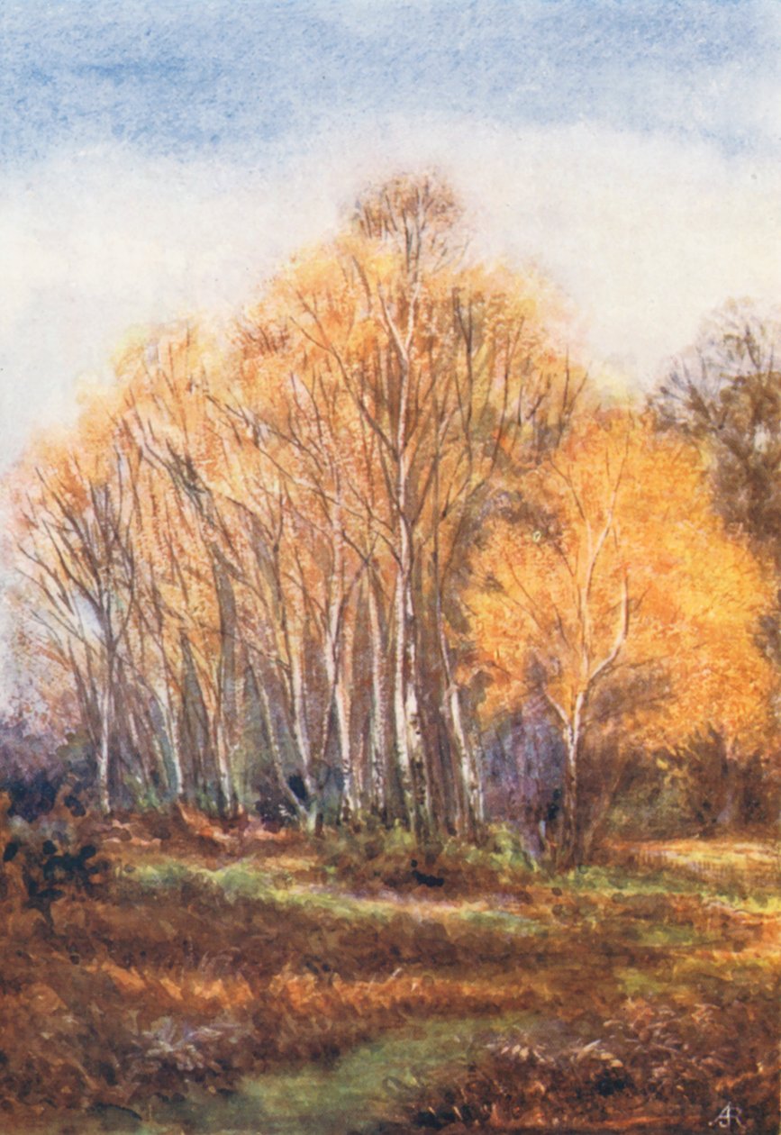 New Forest: Berken aan de Brockenhurst Road, bij New Park, november (kleurenlitho) door Alice Julia Argles