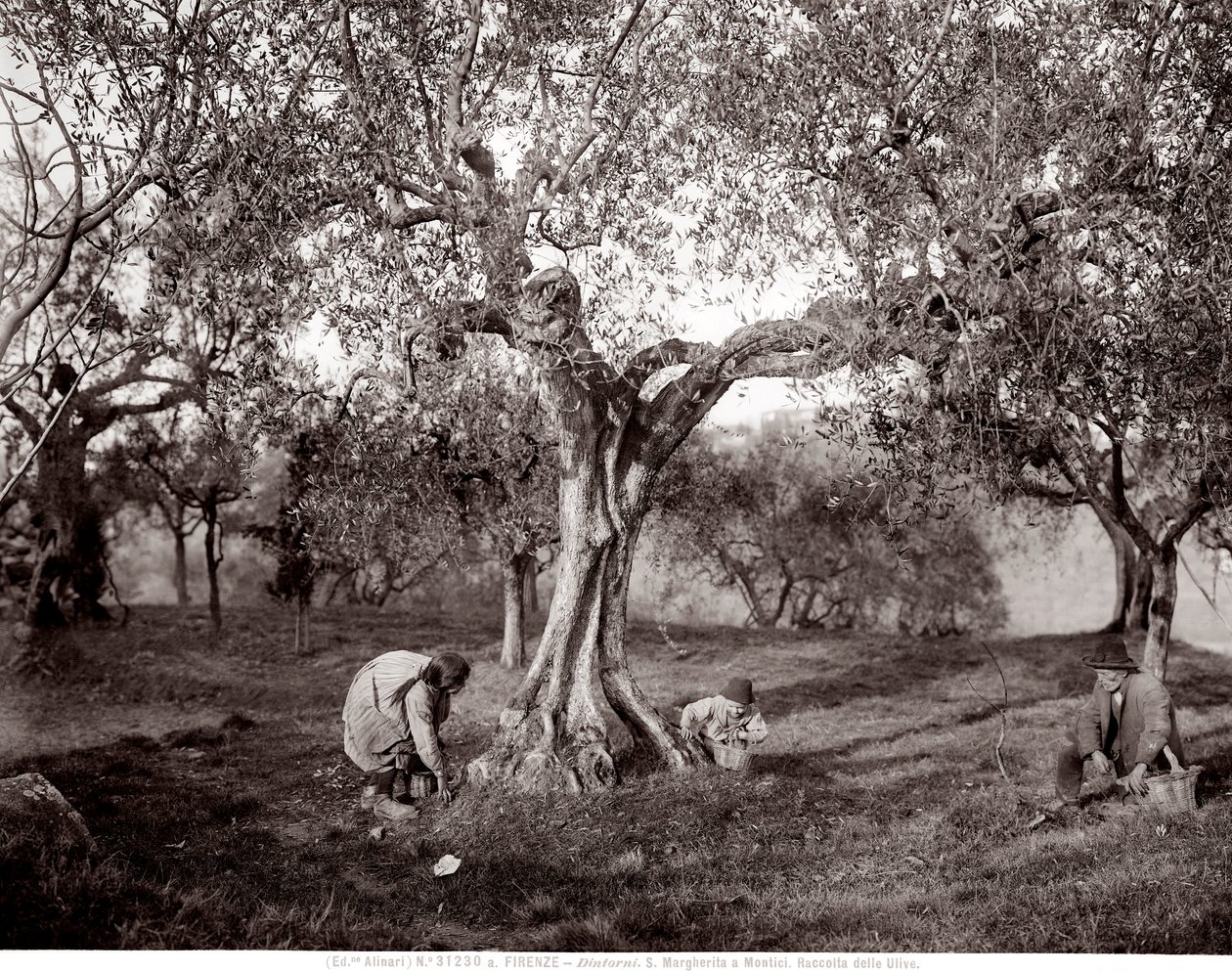 Kinderen die olijven plukken tussen de olijfbomen, op een heuvel in Santa Margherita a Montici, Florence (zw/w foto) door Fratelli Alinari