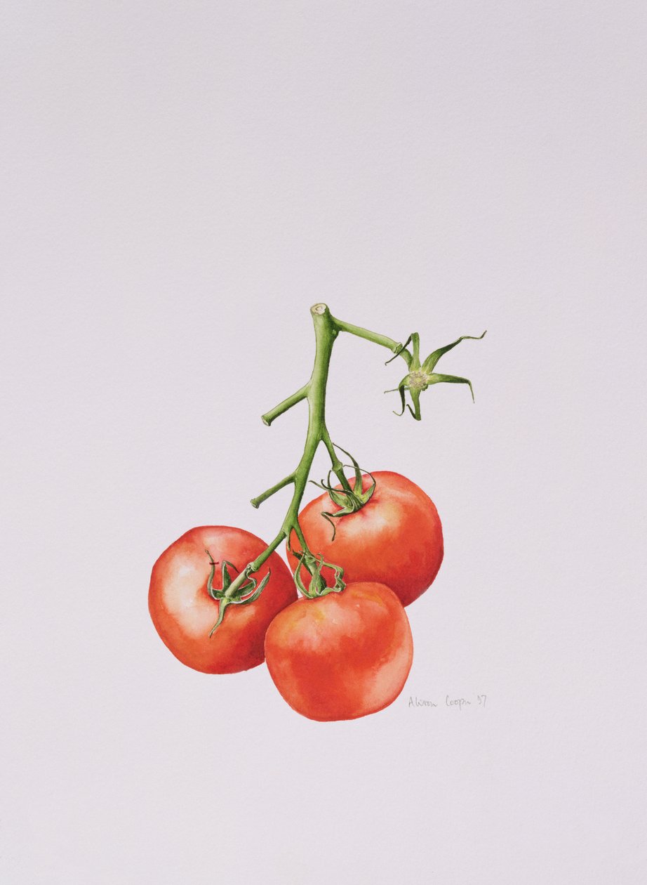 Drie Tomaten aan de Wijnstok, 1997 door Alison Cooper