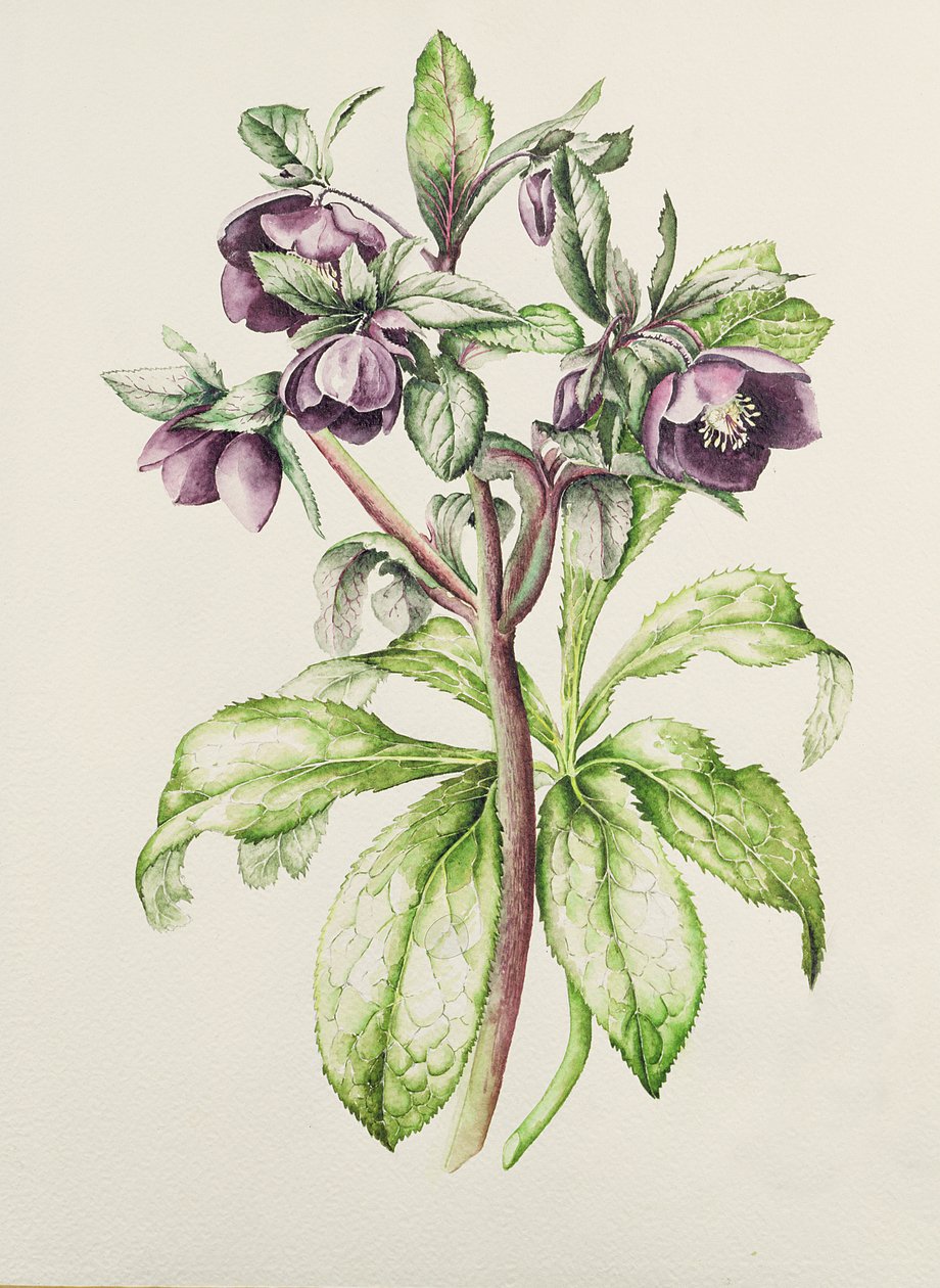 Helleborus Orientalis van Helen Ballard (donkerpaarse bloemen) door Alison Cooper