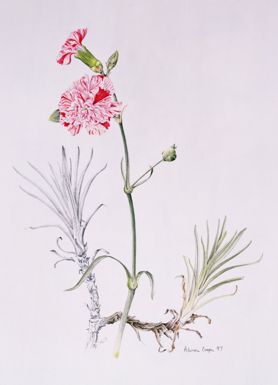 Oude variëteit van Dianthus, 1997 door Alison Cooper