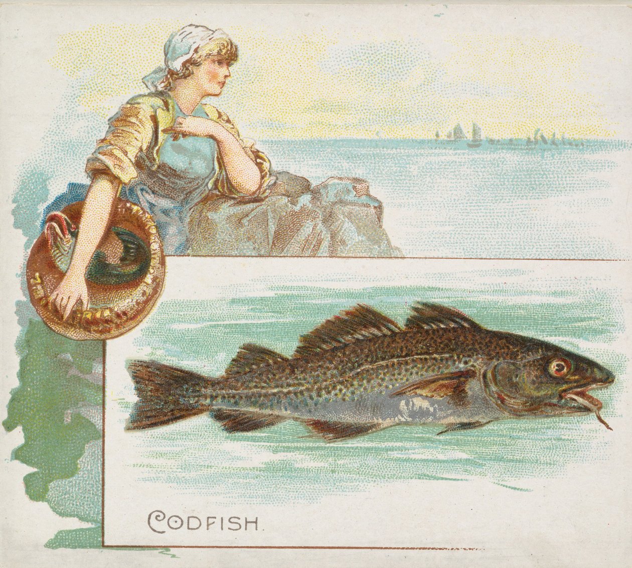 Kabeljauw, uit Fish from American Waters serie N39 voor Allen & Ginter Cigarettes, 1889 door Allen and Ginter