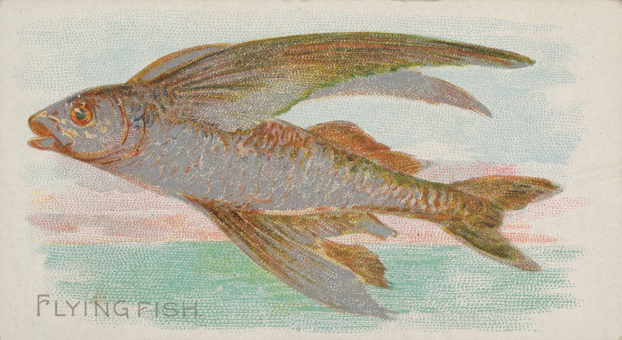 Vliegende vis, uit de serie Vissen uit Amerikaanse wateren N8 voor Allen & Ginter Sigaretten, 1889 door Allen and Ginter