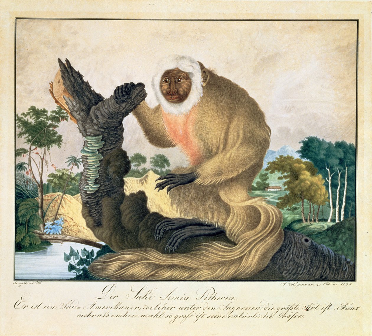 De Saki Aap, 1835 door Aloys Zötl