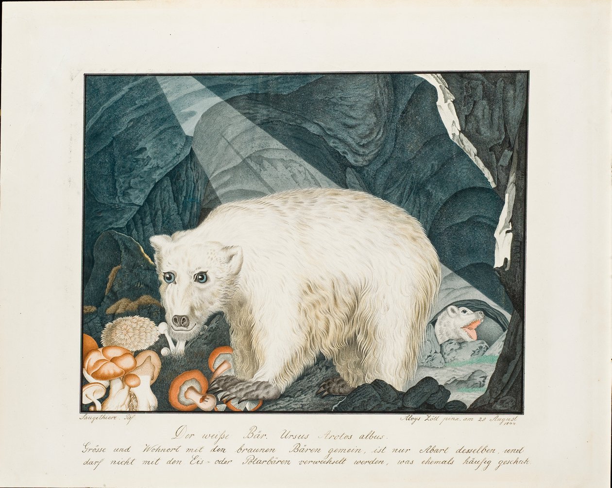 De Witte Beer door Aloys Zötl