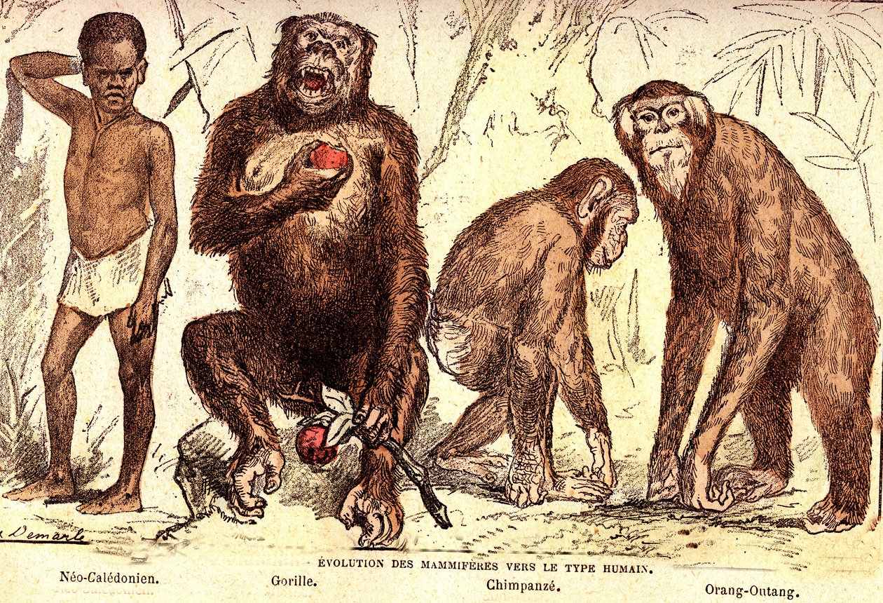 Evolutie van zoogdieren naar het menselijke type: Natuurlijke Creatie en Levende Wezens (Van Jules Rengade). Tekening door A. Demarle. 1885 door Alphonse Demarle