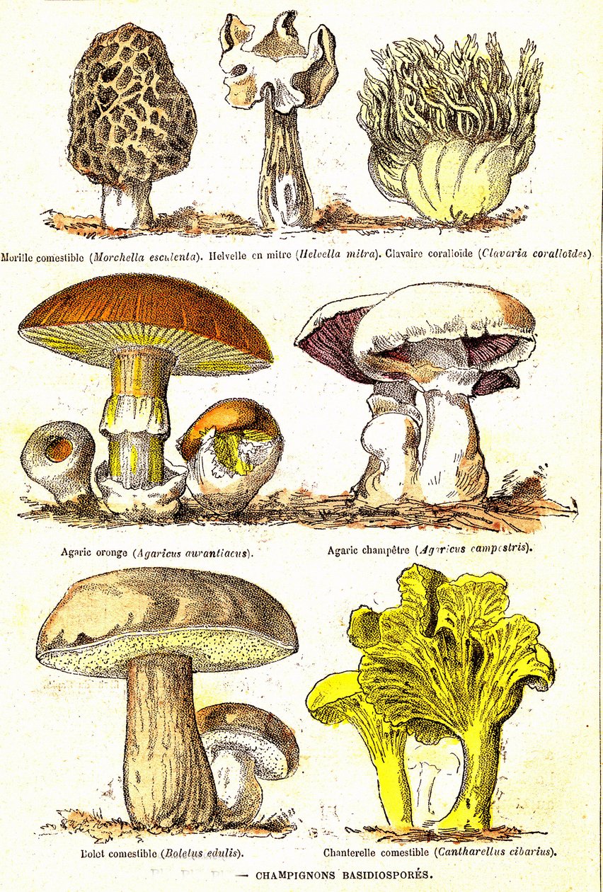 Paddenstoelen Basidiosporen: Natuurlijke Schepping en Levende Wezens (door Jules Rengade). Tekening door A. Demarle. 1885 door Alphonse Demarle