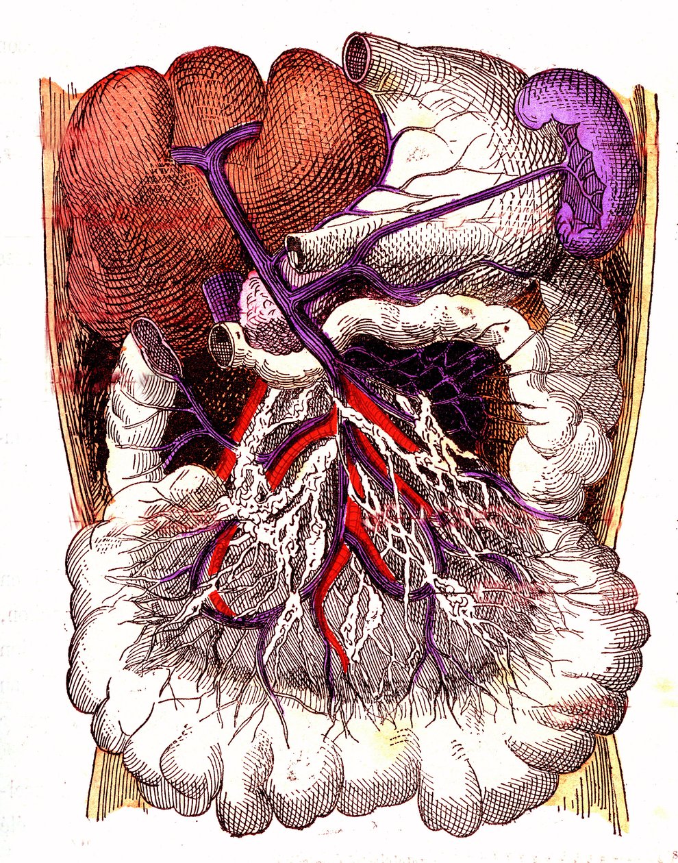 Organen van intestinale absorptie - Het normale leven & gezondheid van J. Rengade. Tekening door A. Demarle 1881 door Alphonse Demarle