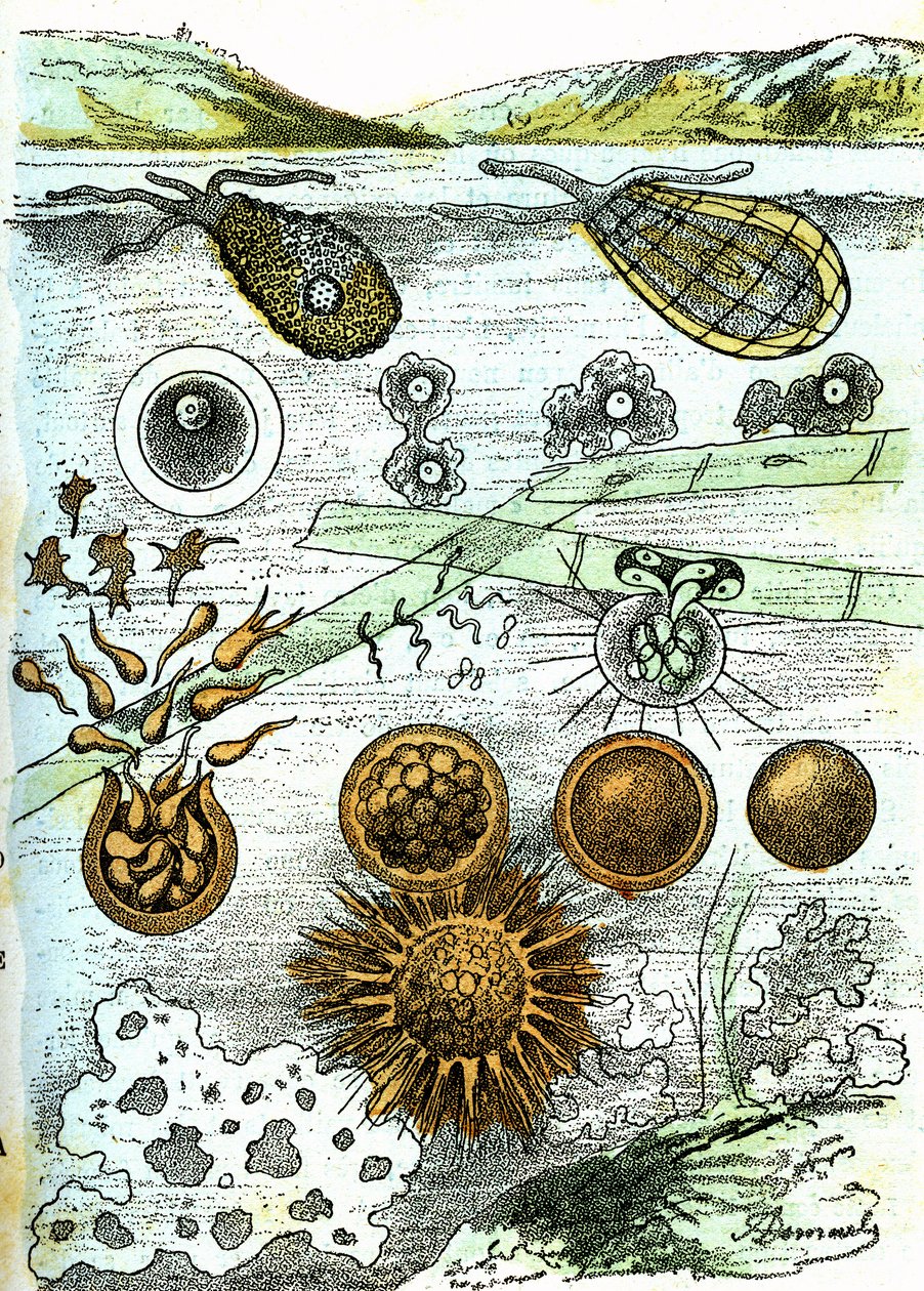 Prehistorie-Amibes, Bacteriën, Moneren (Groeiend): Rudimentair georganiseerde wezens. Natuurlijke creatie en levende wezens. Tekening door A. Demarle. 1885 door Alphonse Demarle
