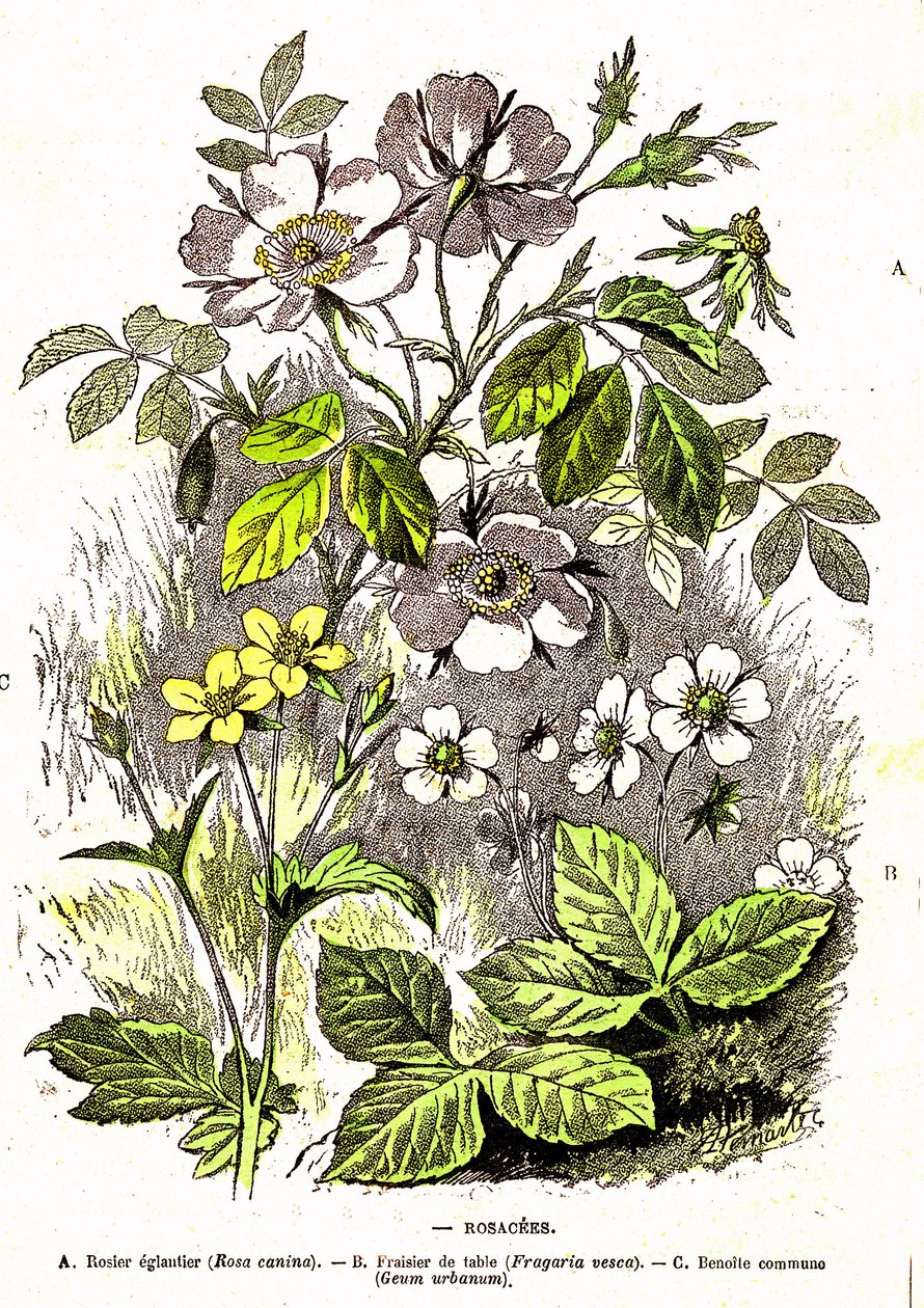 Rosaceae - Natuurlijke Creatie en Levende Wezens: Tekening door A. Demarle. 1885 door Alphonse Demarle