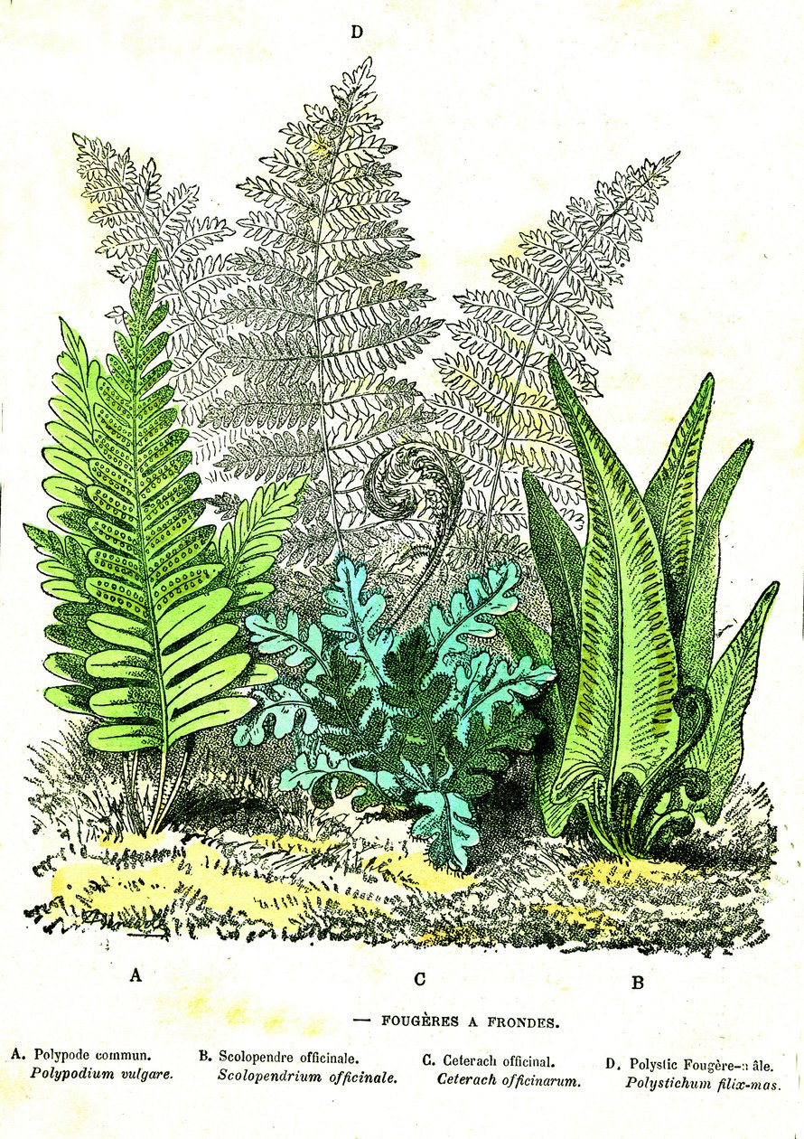 Sling Fougeres: Natuurlijke Schepping en Levende Wezens. Tekening door A. Demarle. 1885 door Alphonse Demarle