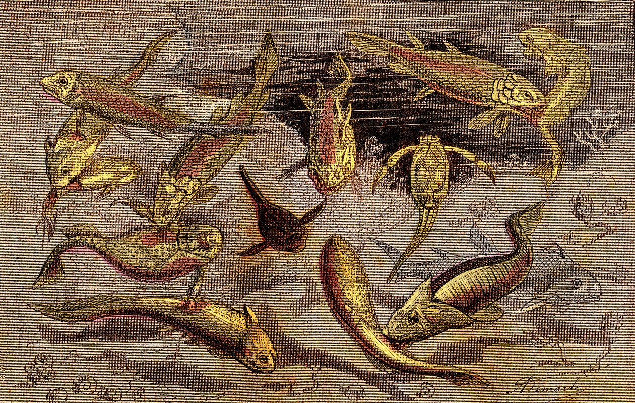 De Devoon-tijd (Prehistorie) Levende Wezens: De strijd om het bestaan van levende wezens. Natuurlijke Creatie. Tekening A. Demarle. 1885 door Alphonse Demarle