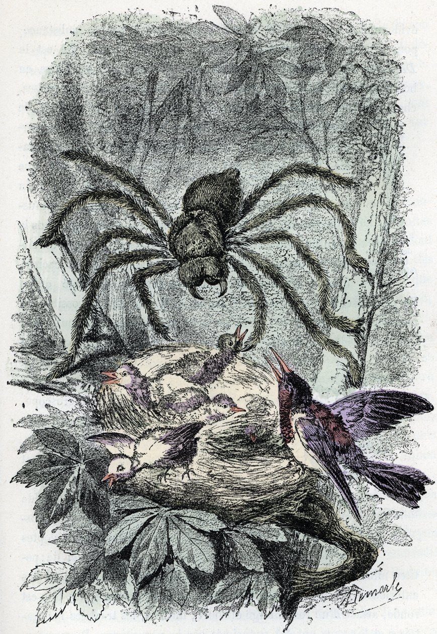 Zoologische kaart: spinachtige, aviculaire mygalus verrast een vogel-vliegnest (Zoologische plaat: spinachtige, Avicularia) Gravure uit 
