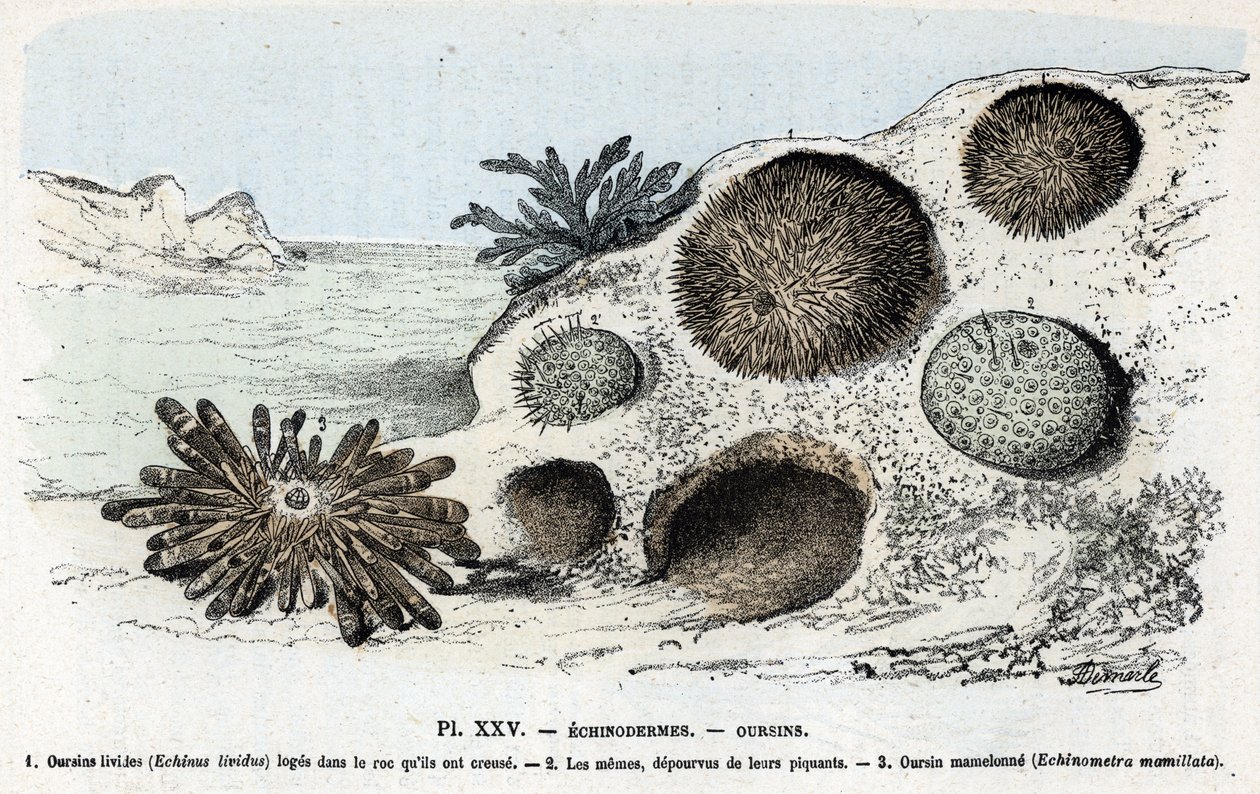 Zoologische kaart: echinoderm, zee-egels Gravure uit 