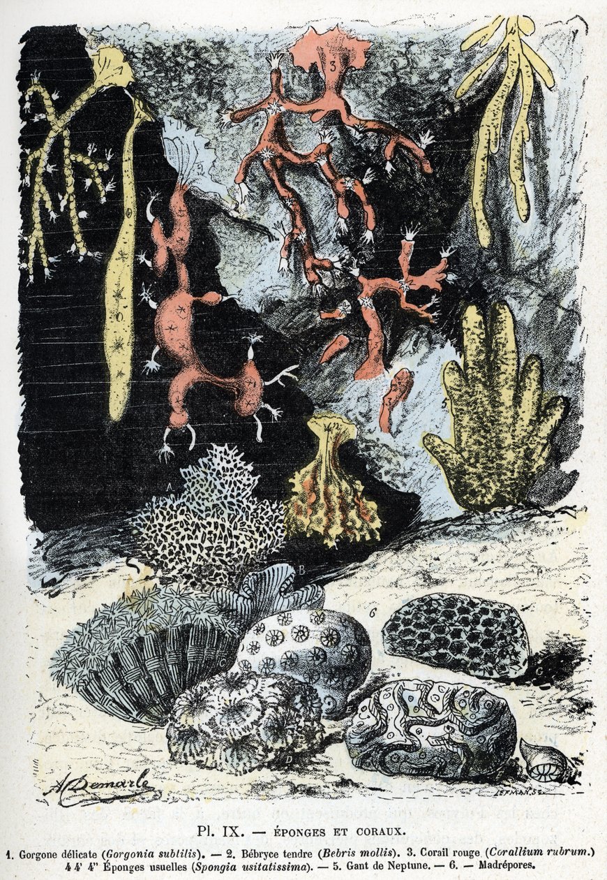 Zoölogische kaart: sponzen en koralen (gorgone, bebryce, koraal, sponzen, neptunus handschoen (Zoölogische plaat: Zeesponzen en koralen) Gravure uit 