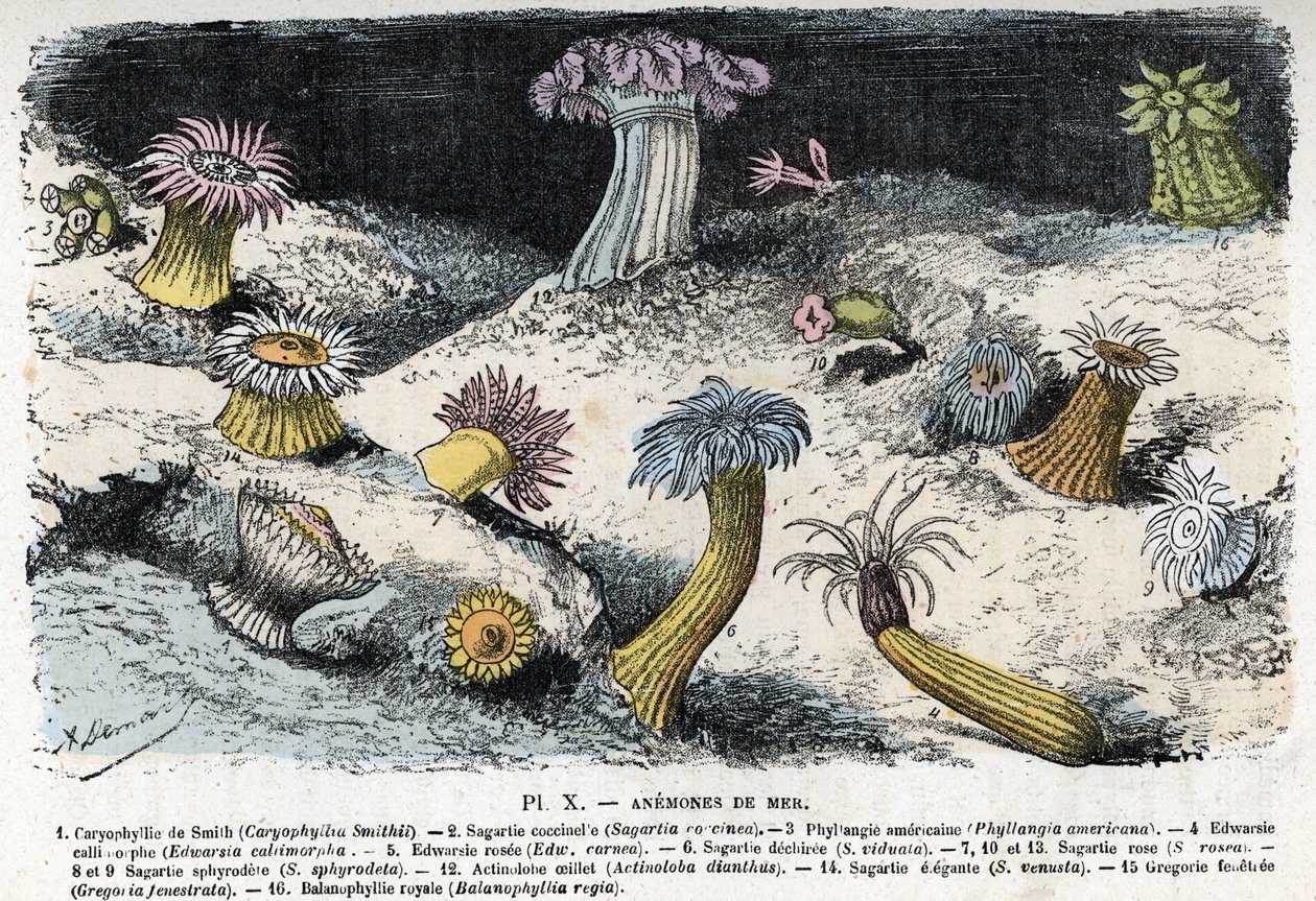 Zoologische plaat: zeeanemonen. Gravure uit 
