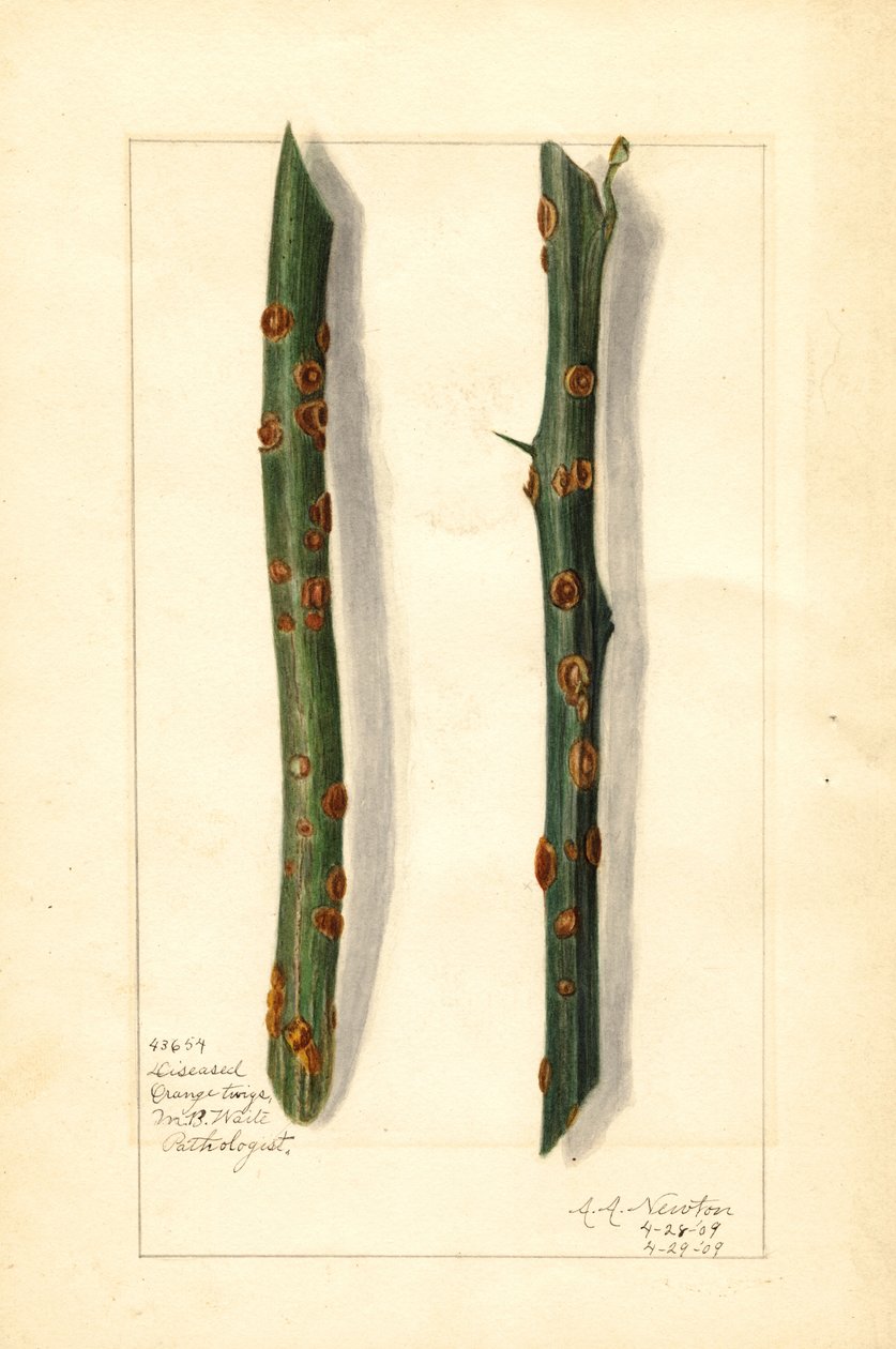 Twee zieke sinaasappeltwijgen (Citrus sinensis) (aquarel) door Amanda Almira Newton