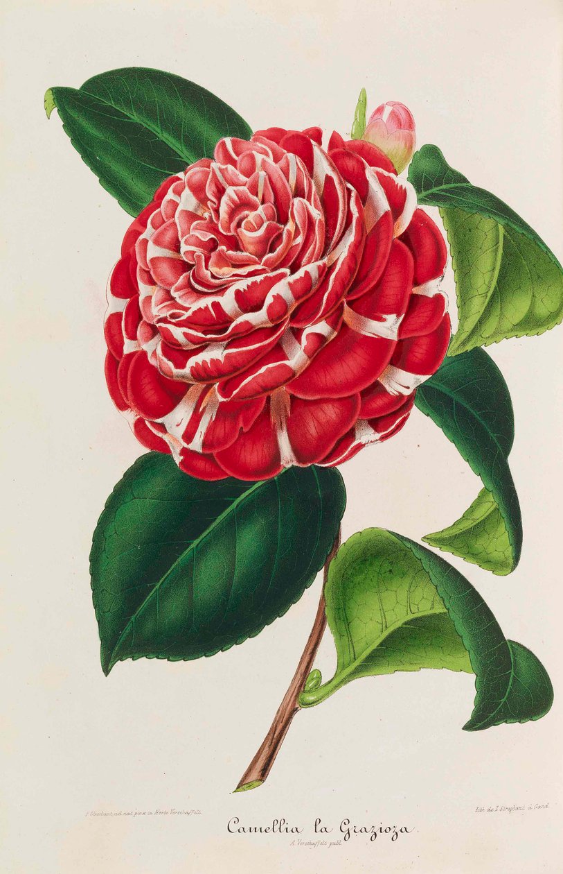 Nieuwe iconografie van de Camelia