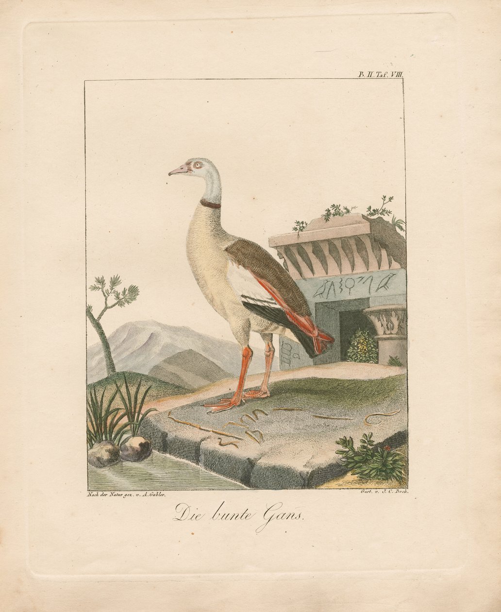 Egyptische gans (handgekleurde litho) door Ambrosius Gabler