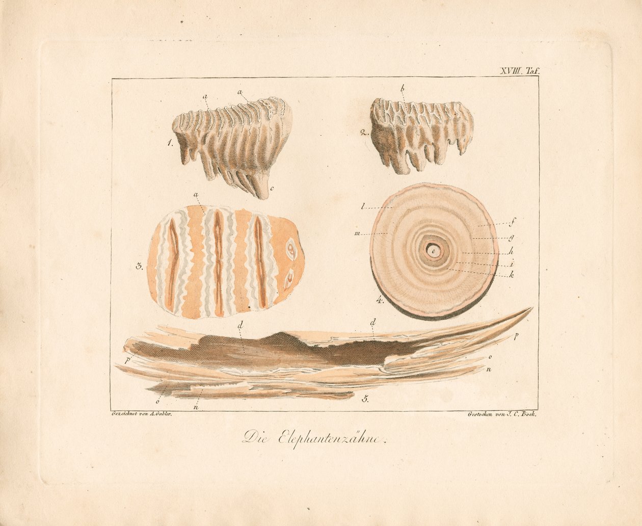 Olifantentanden (ingekleurde koperplaatgravure) door Ambrosius Gabler
