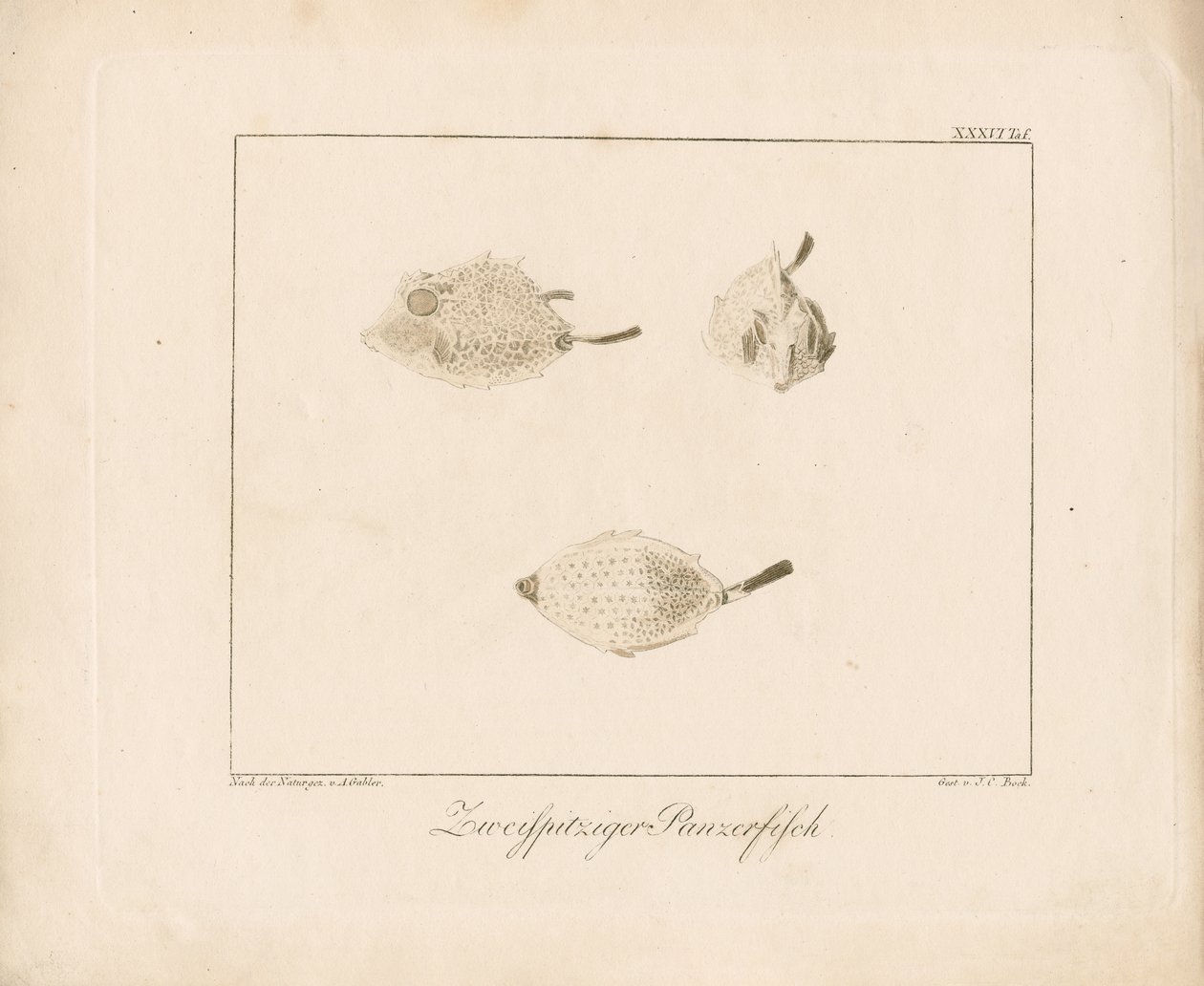 Boktor (kopergravure) door Ambrosius Gabler