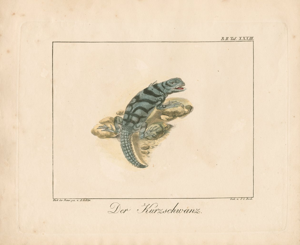 Kortstaarthagedis (handgekleurde koperplaatgravure) door Ambrosius Gabler