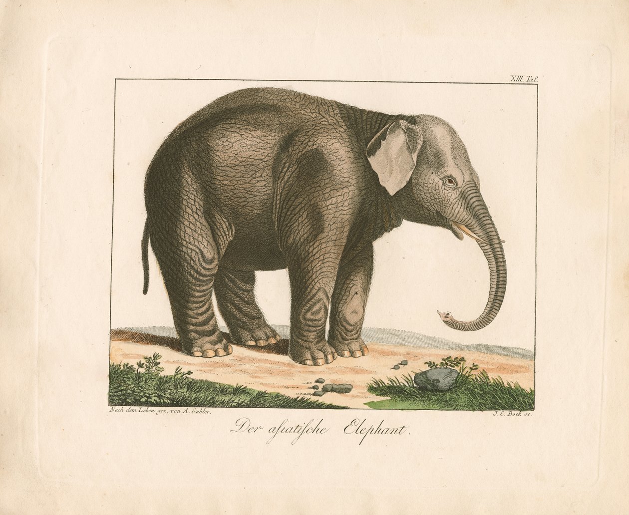 De Aziatische olifant (handgekleurde gravure) door Ambrosius Gabler