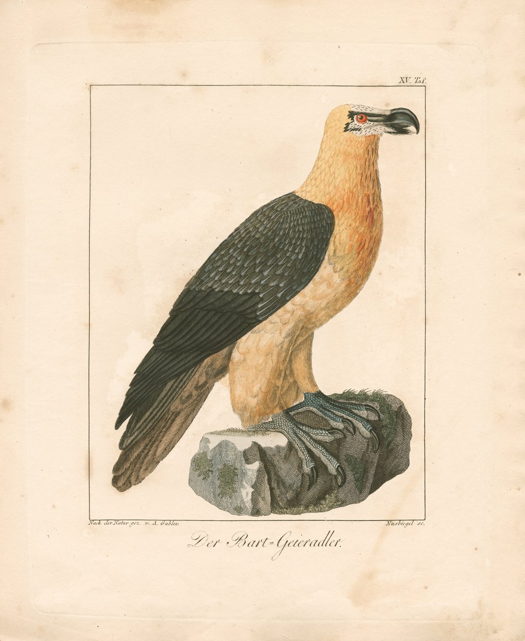 De lammergier (handgekleurde gravure) door Ambrosius Gabler