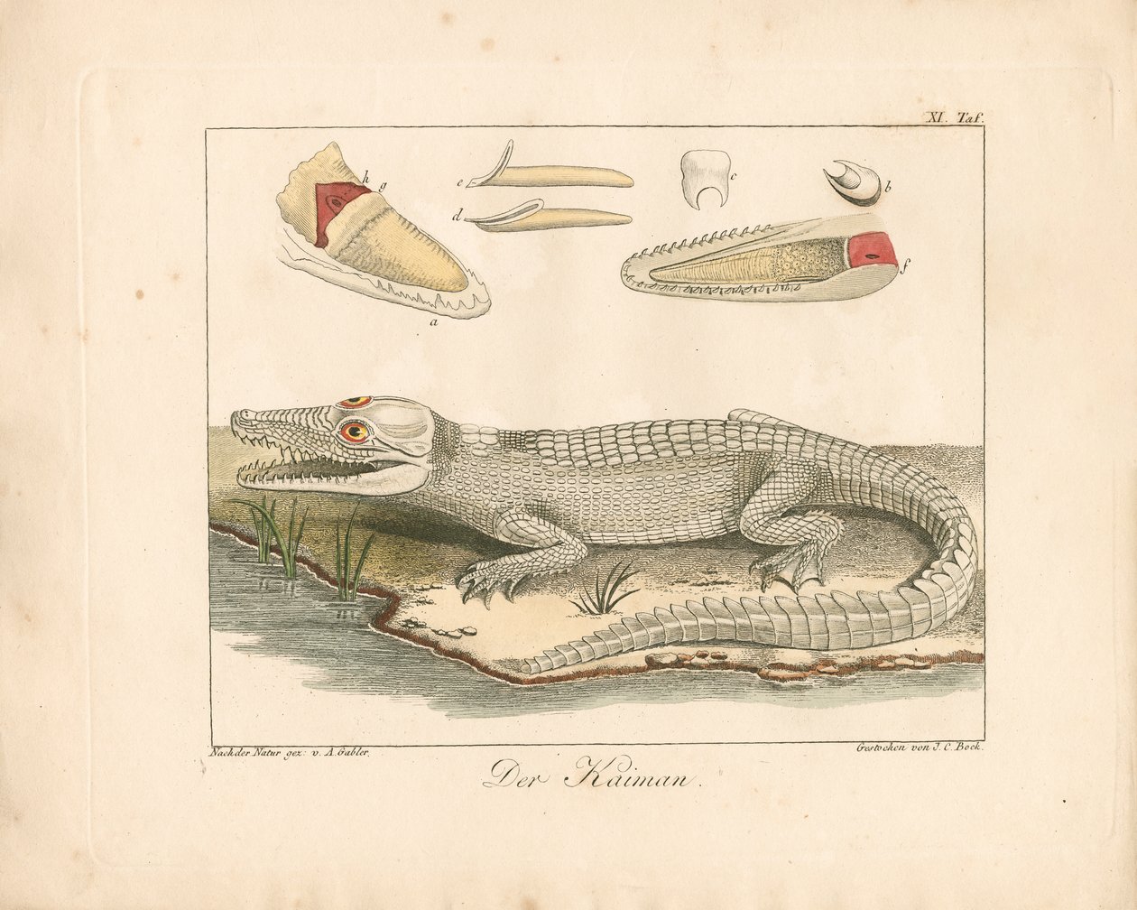 De kaaiman (handgekleurde gravure) door Ambrosius Gabler