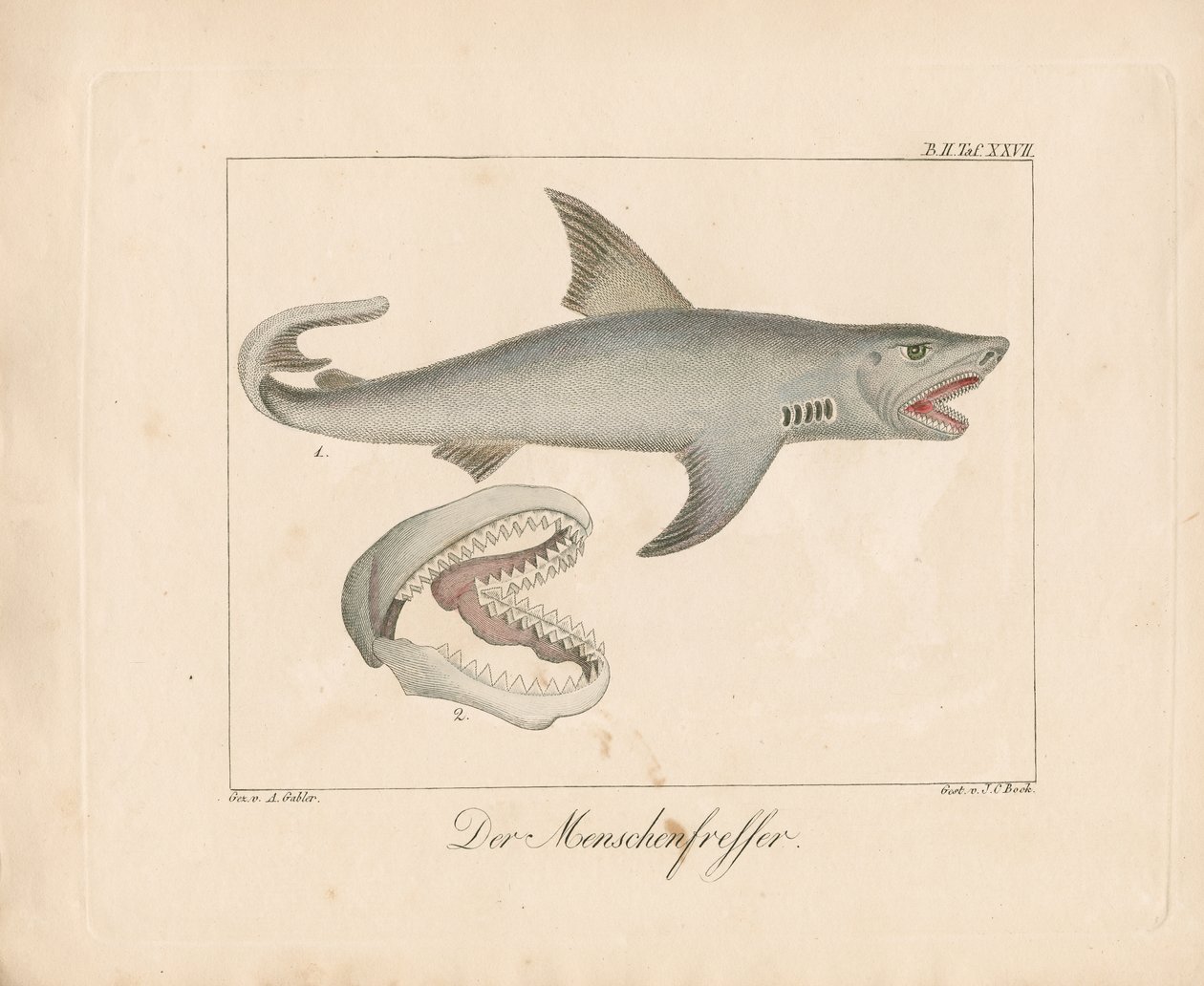 De menseneterhaai (handgekleurde litho) door Ambrosius Gabler