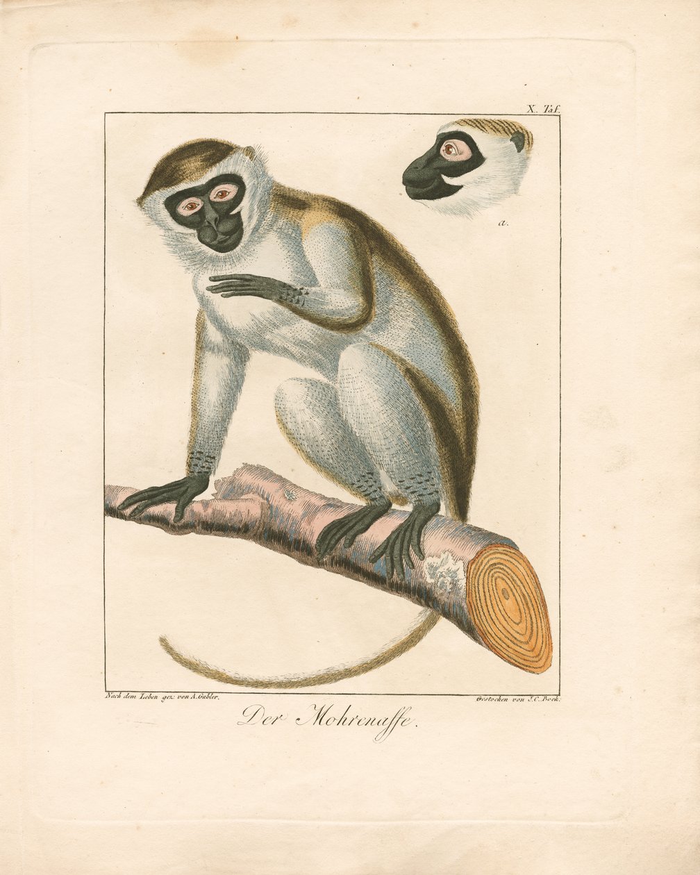 De Mooraap (handgekleurde kopergravure) door Ambrosius Gabler