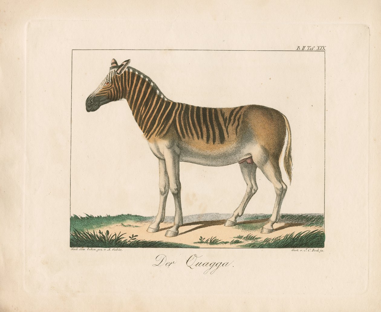 De Quagga (handgekleurde litho) door Ambrosius Gabler