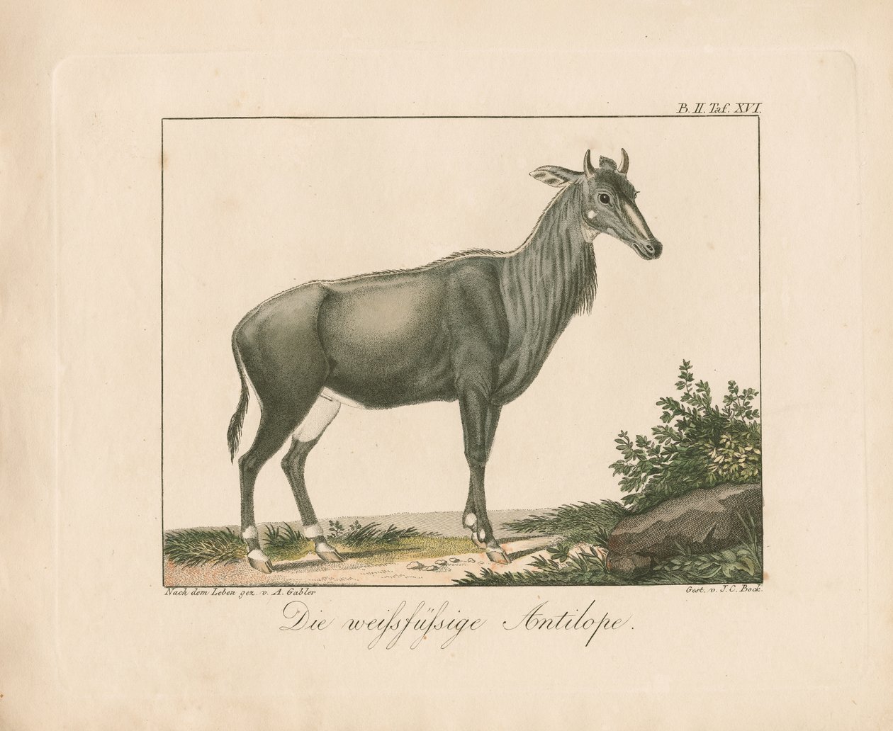 Witvoetantilope (handgekleurde koperplaatgravure) door Ambrosius Gabler