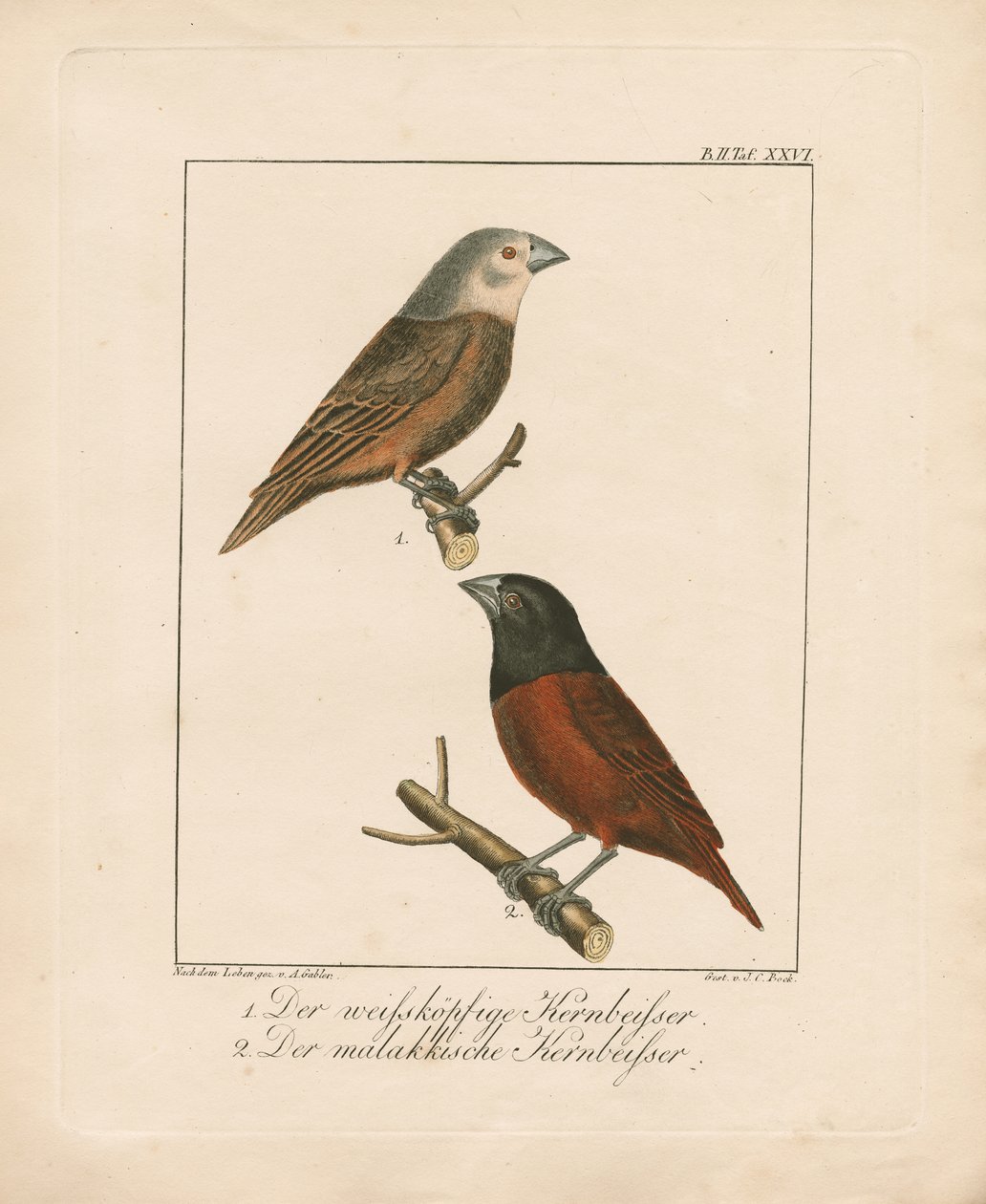 Witkop- en roodborsttapuit (handgekleurde litho) door Ambrosius Gabler
