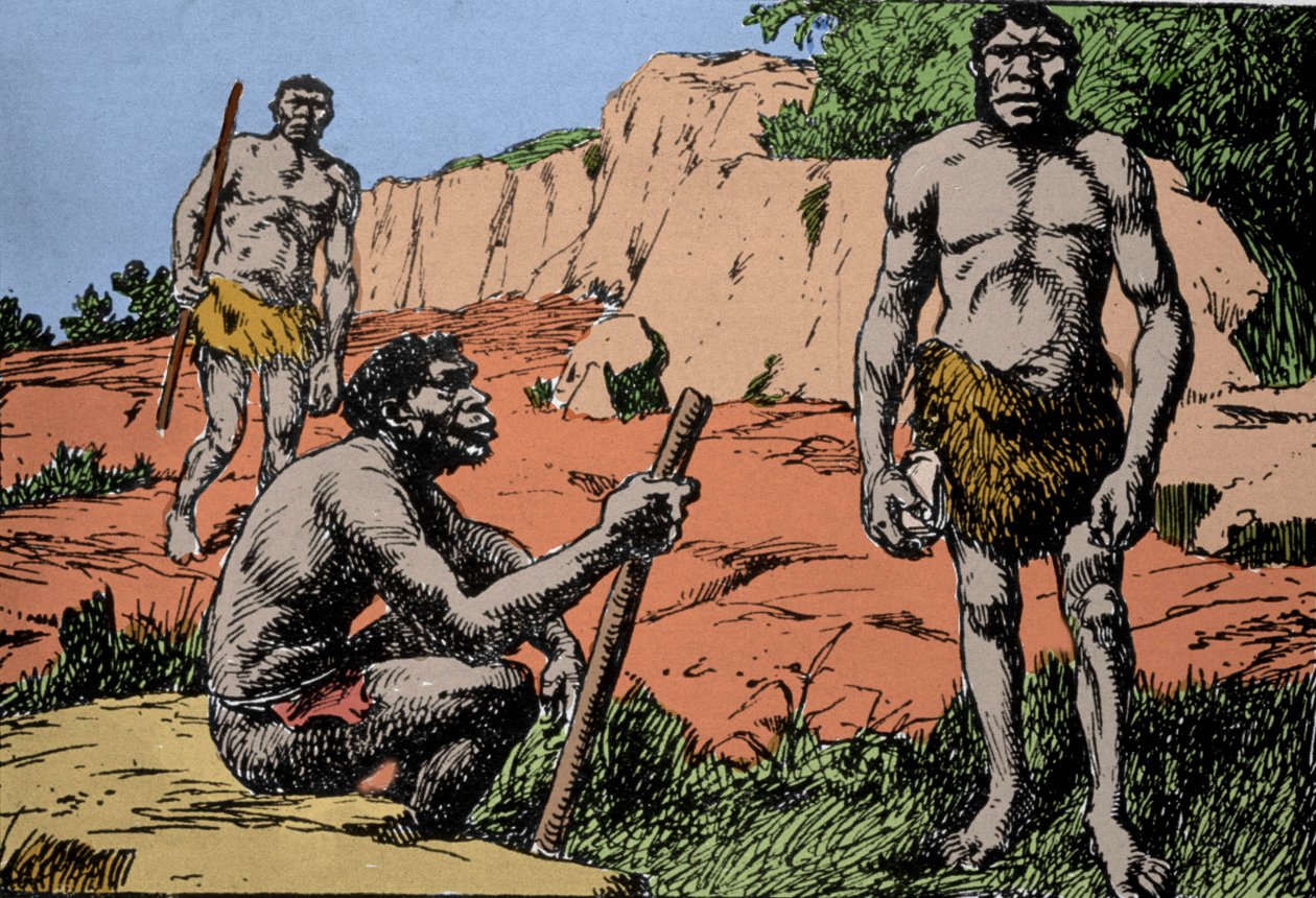 Prehistorie: voorstelling van Homo rhodesiensis of man van Broken hill, voorouder van Homo sapiens, wiens fossielen werden ontdekt in Rhodesië (het huidige Zambia in Afrika). Tekening door A. Forestier. DR door Amedee Forestier