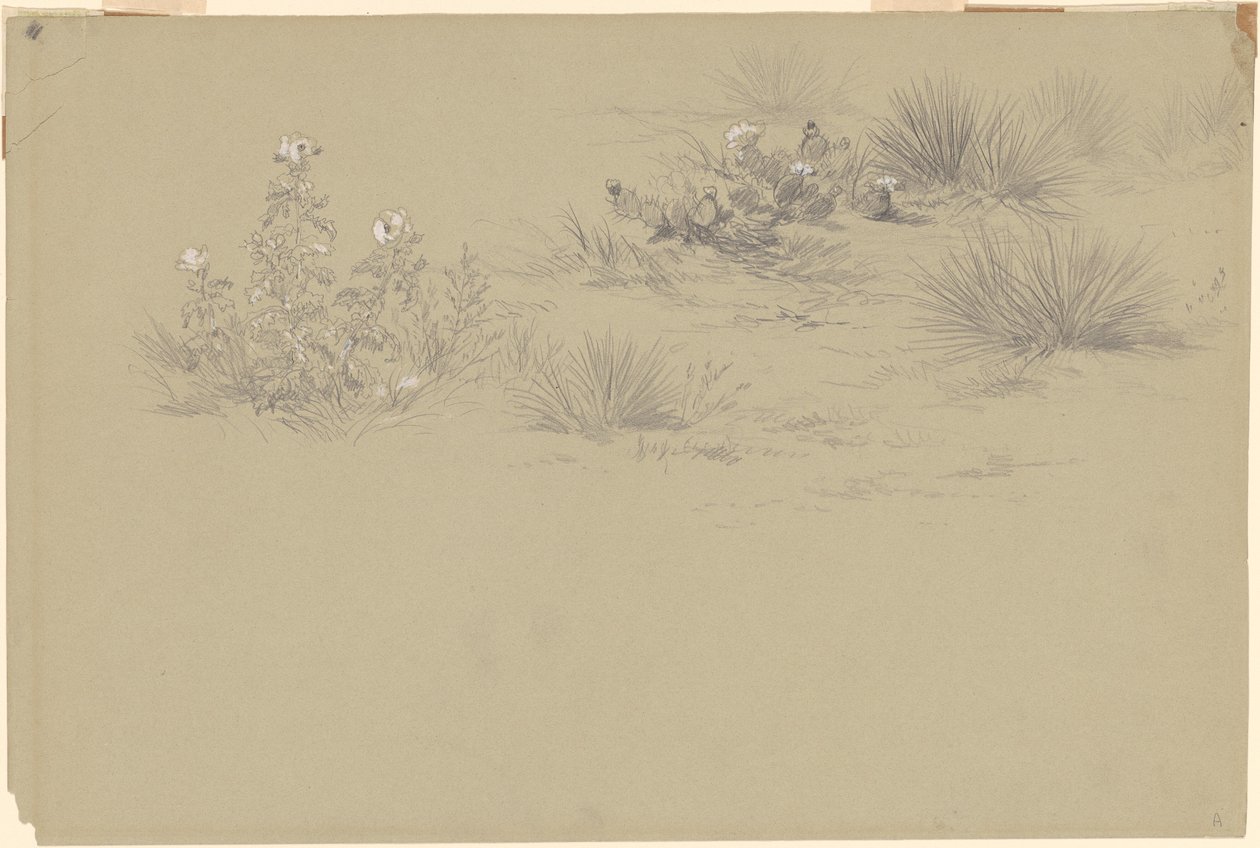 Bloeiende struik en woestijnplanten door American 19th Century after John Frederick Kensett