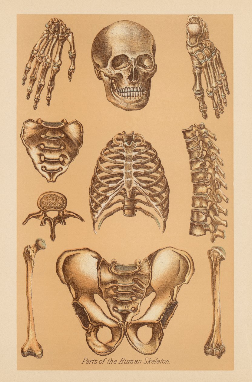 Anatomische Studie van het Menselijk Skelet door American School