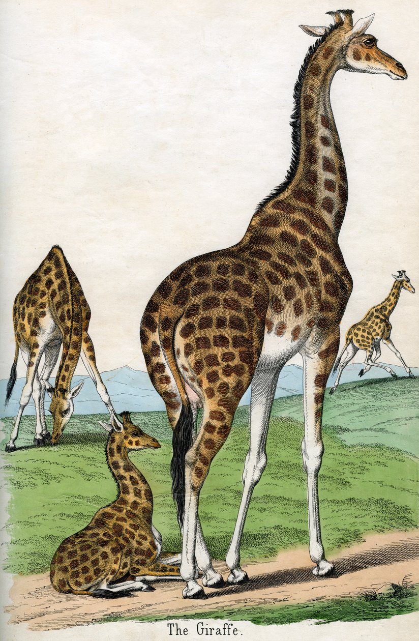 Antieke Print van Giraffen door American School