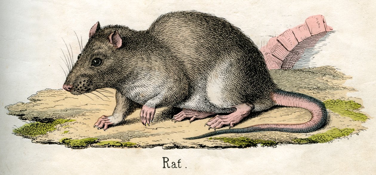 Antieke Print van een Rat door American School