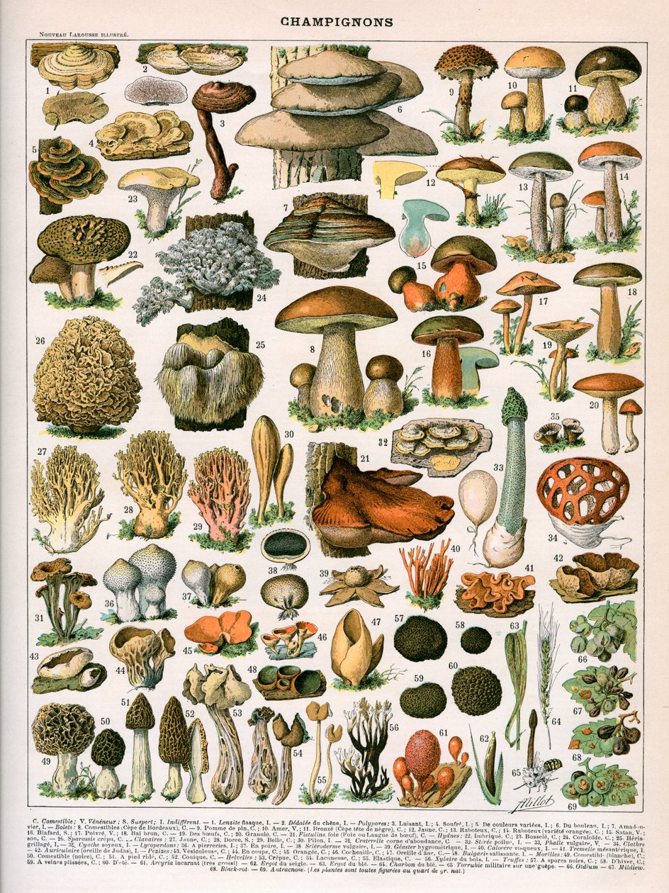 Decoratieve prent van 