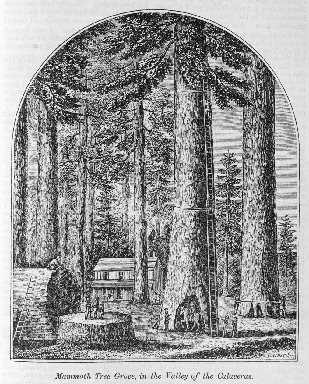 Mammoetboomgaard in de Vallei van de Calaveras, uit 