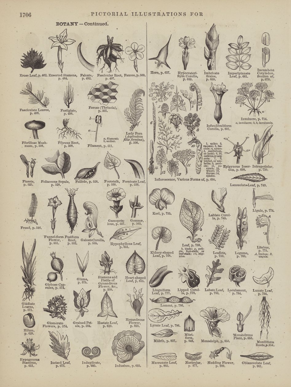 Pagina uit Websters Complete woordenboek (George Bell door American School
