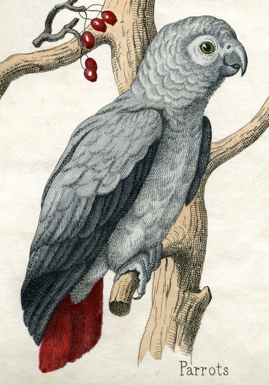 Papegaai, uit De Natuurlijke Historie van Dieren door American School